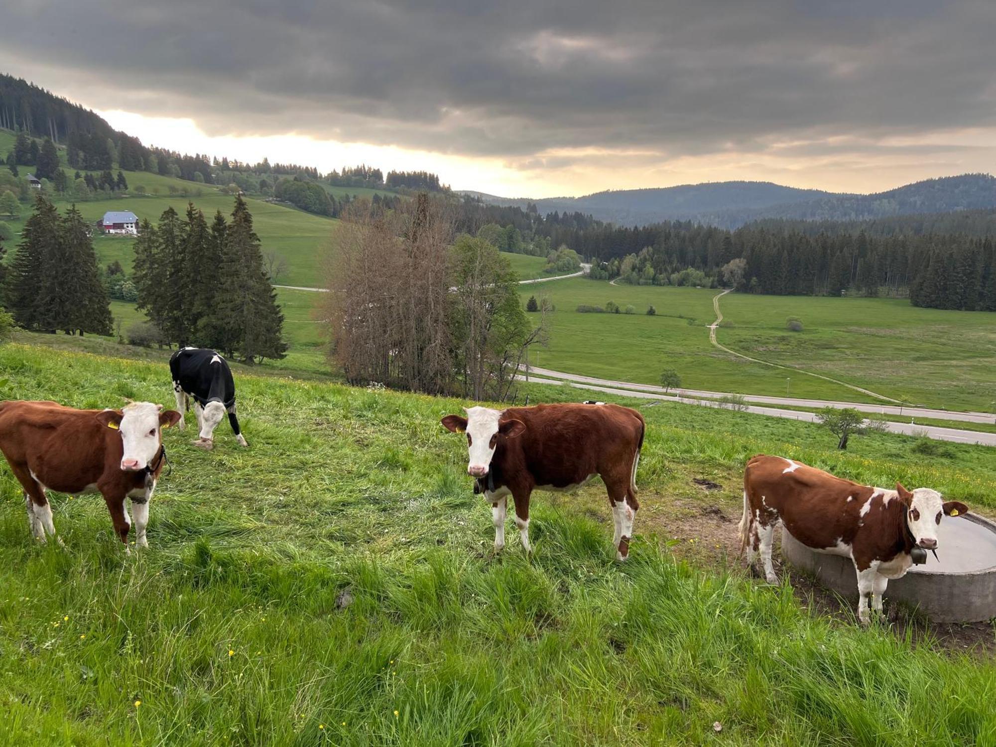 Schwarzwald-Hotel Kraeutle Фелдберг Екстериор снимка